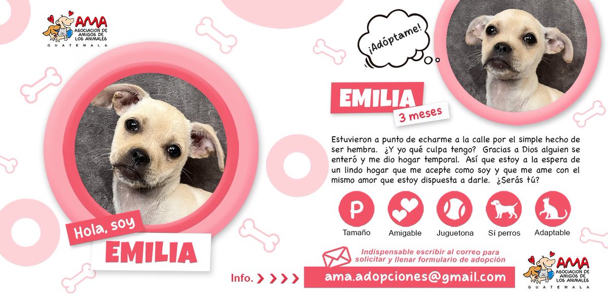 amigosdelosanimales tweet media