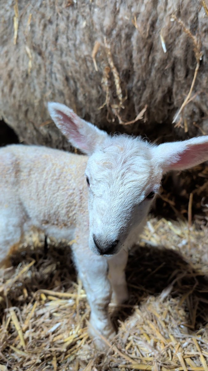 James Evans MS tweet media