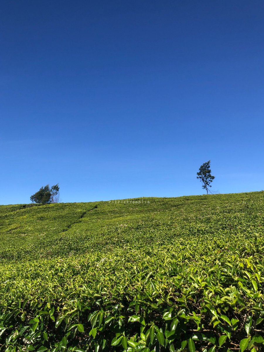 ulil🌱 tweet media