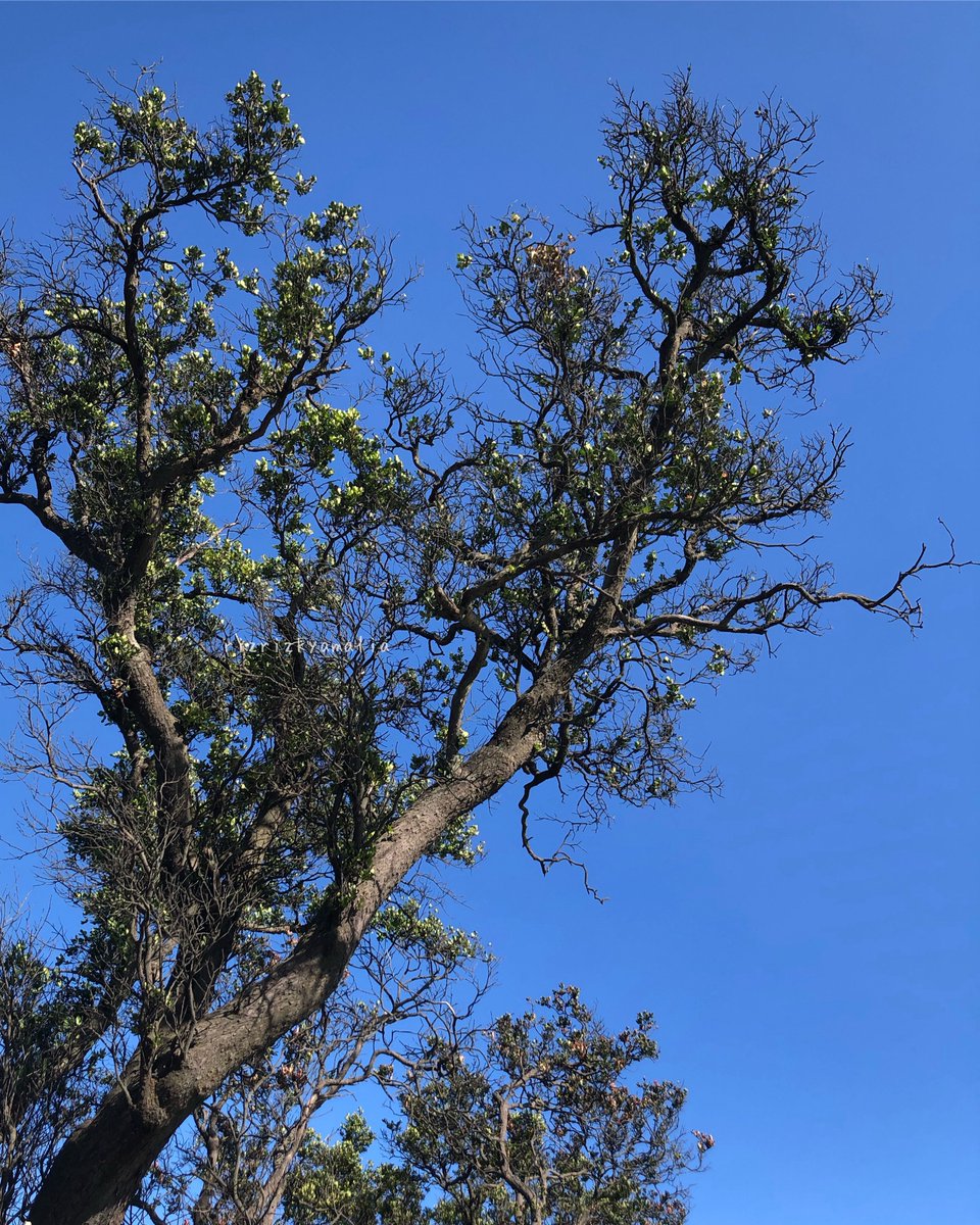 ulil🌱 tweet media