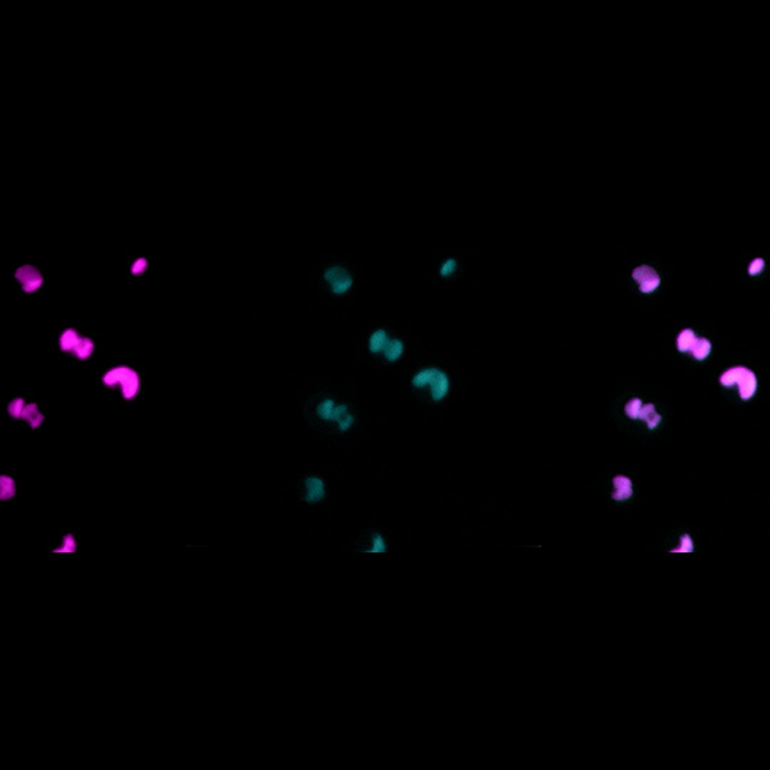 Joint Genome Institute tweet media