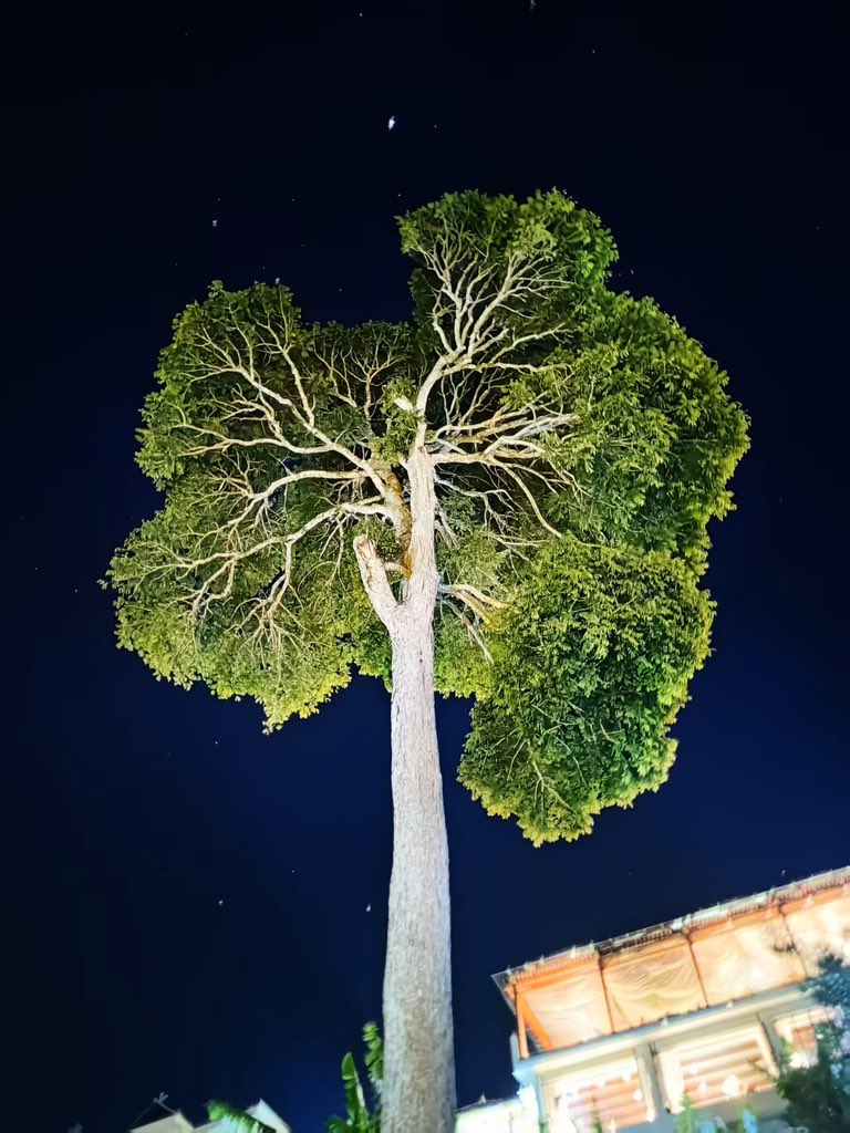 Junyang Lin tweet media