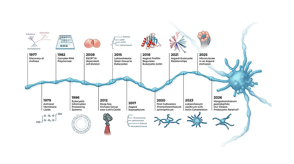 astrobiology's tweet image. Asgard Archaea: Have We Found Our Microbial Aancestors?
astrobiology.com/2026/03/asgard… #astrobiology #evolution #microbiology #LPSC2026