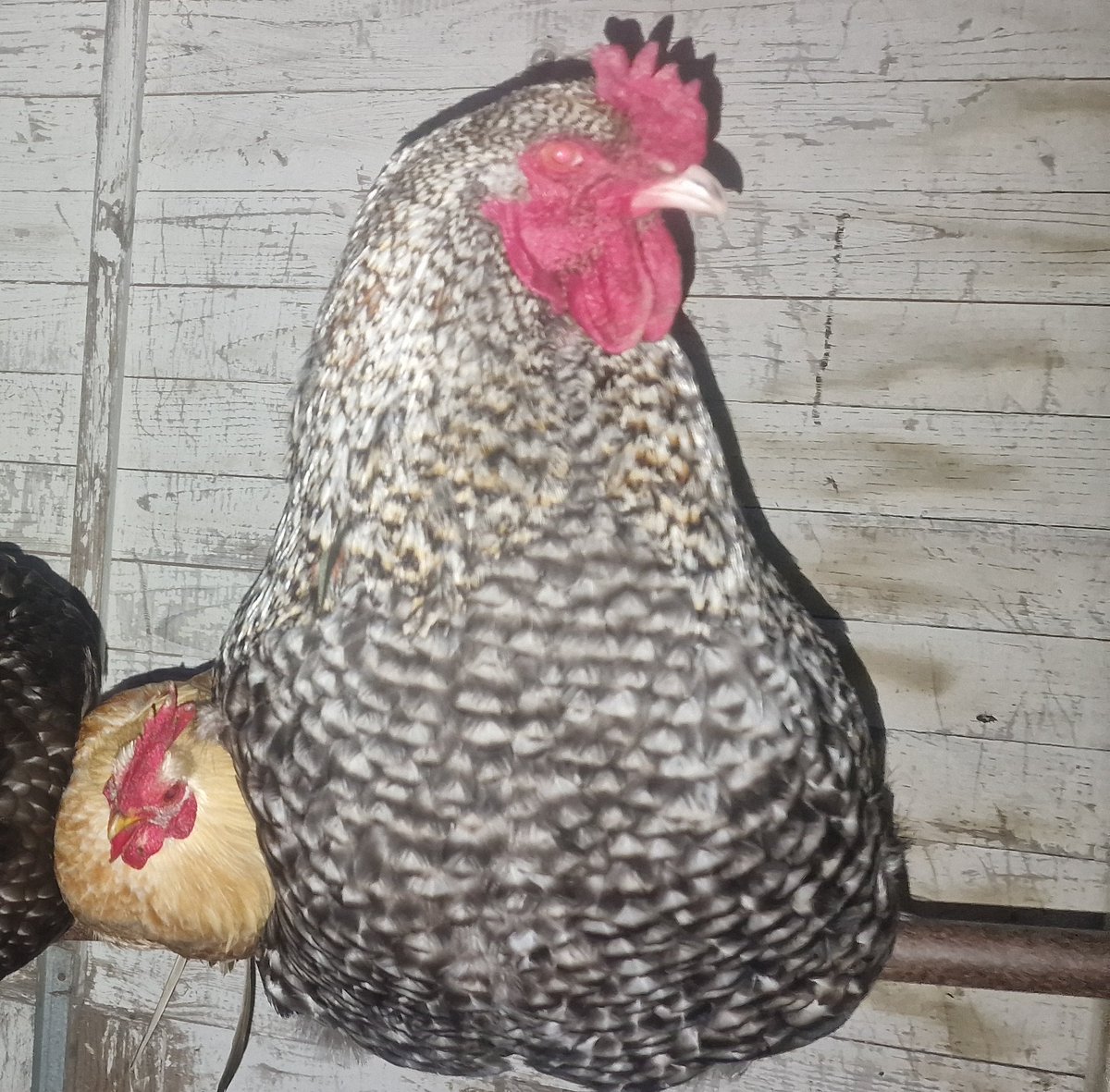 🍡ADHDnoJutsu✡️VGen🎨BL Mangaka tweet media