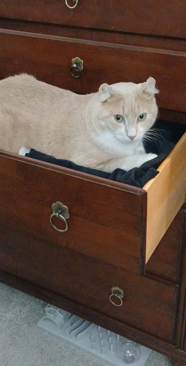 Paufeet || C0MMS OPEN! tweet media