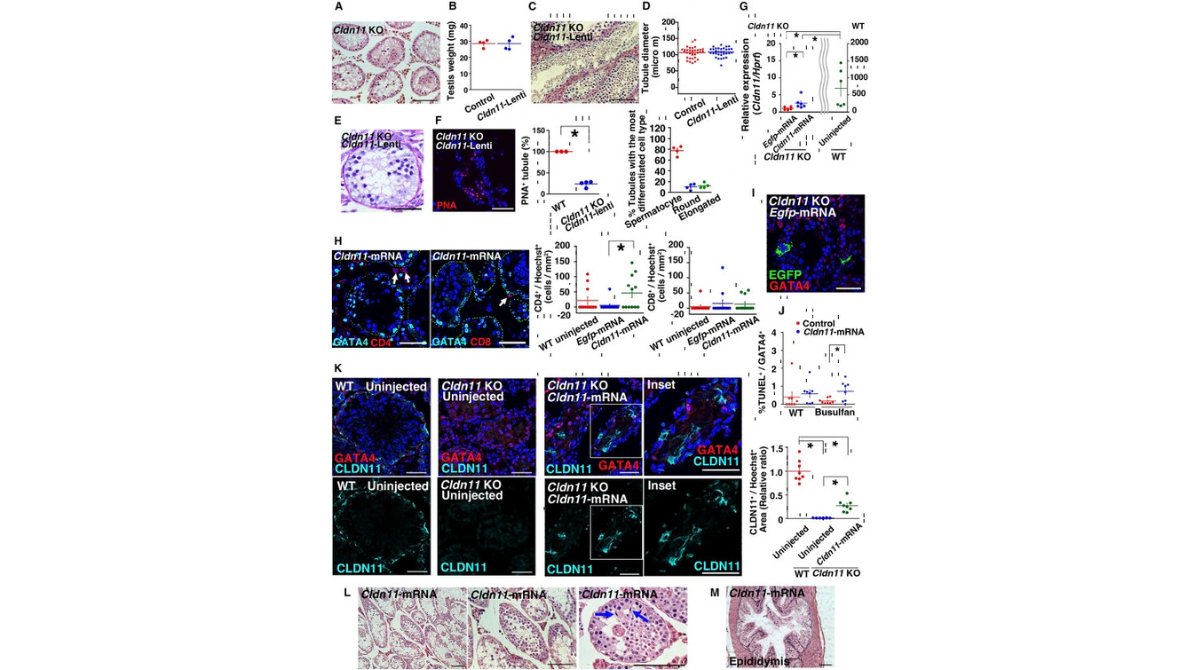 StemCellReports tweet media