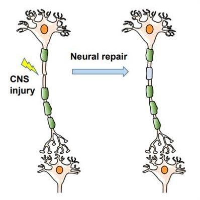 Kekius Maximus tweet media