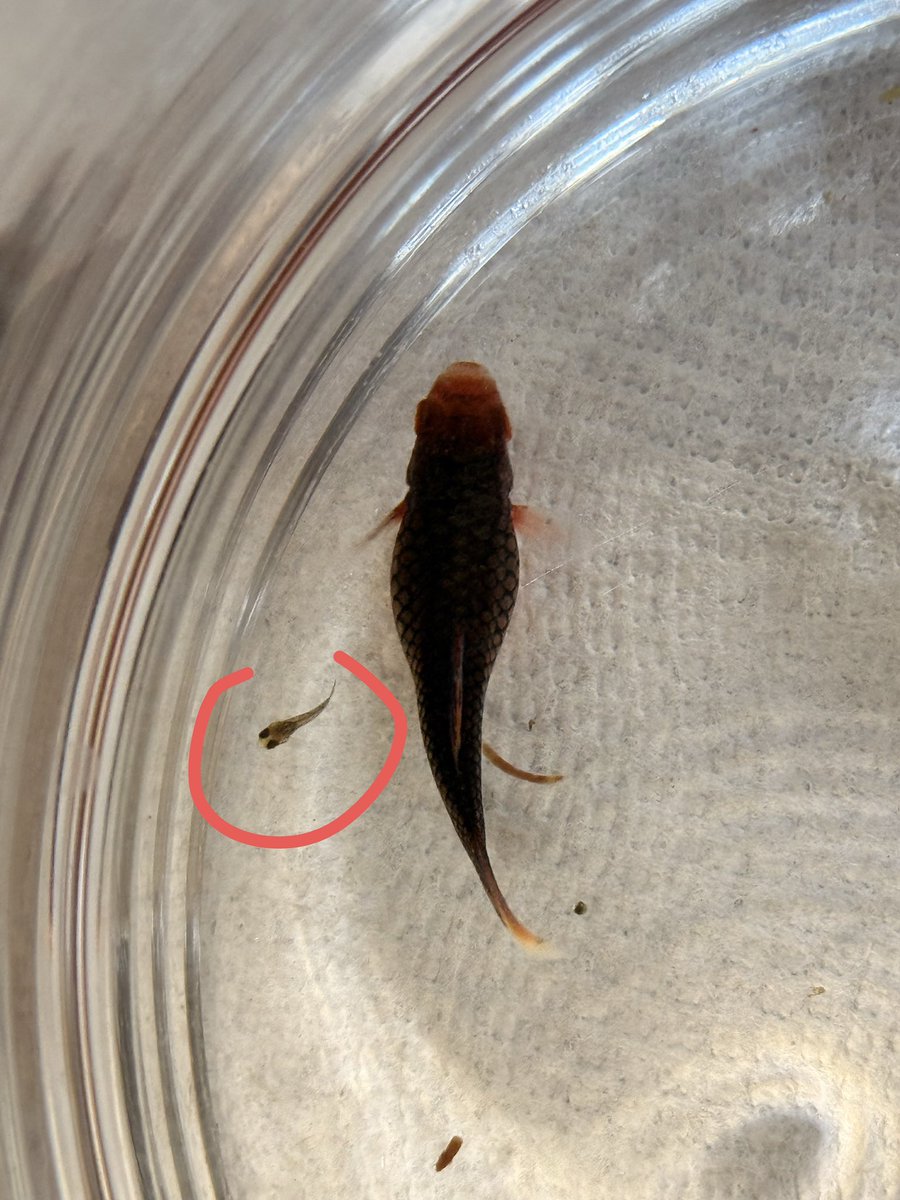 Ruby 🇺🇸 tweet media