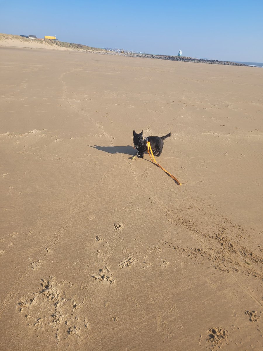 SonsieTheScotty tweet media