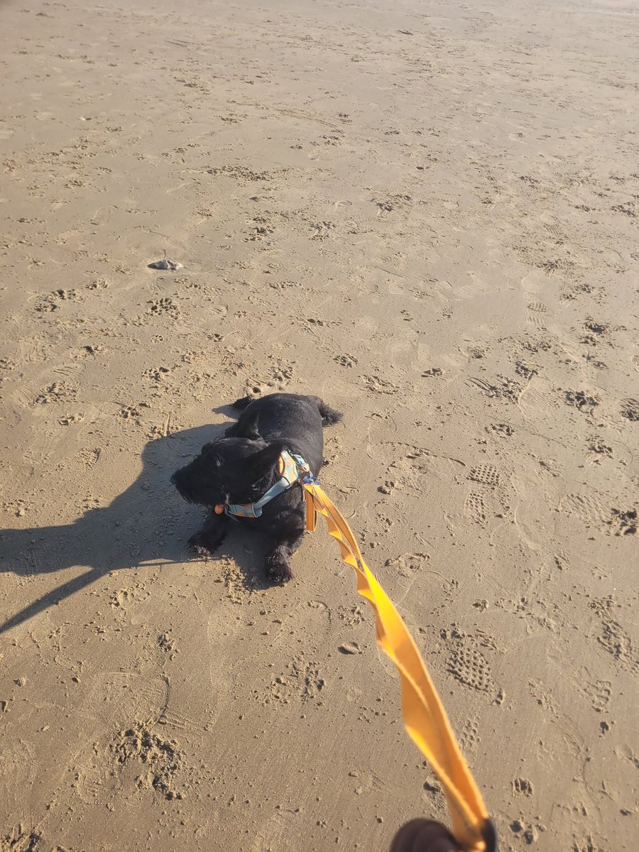 SonsieTheScotty tweet media