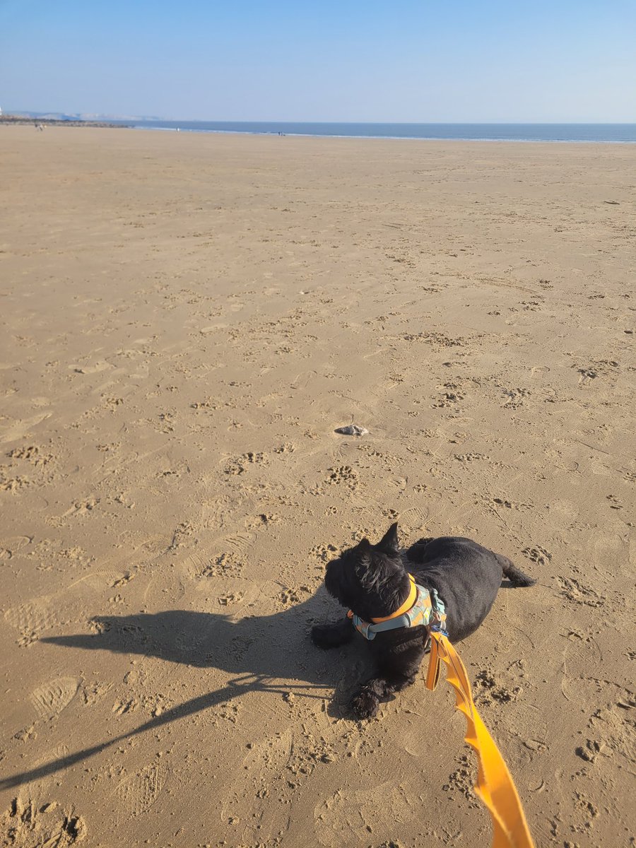 SonsieTheScotty tweet media