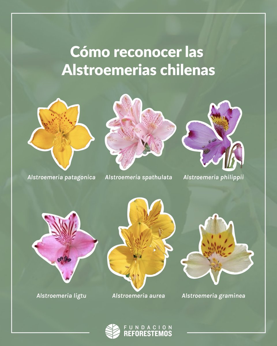 Fundación Reforestemos tweet media