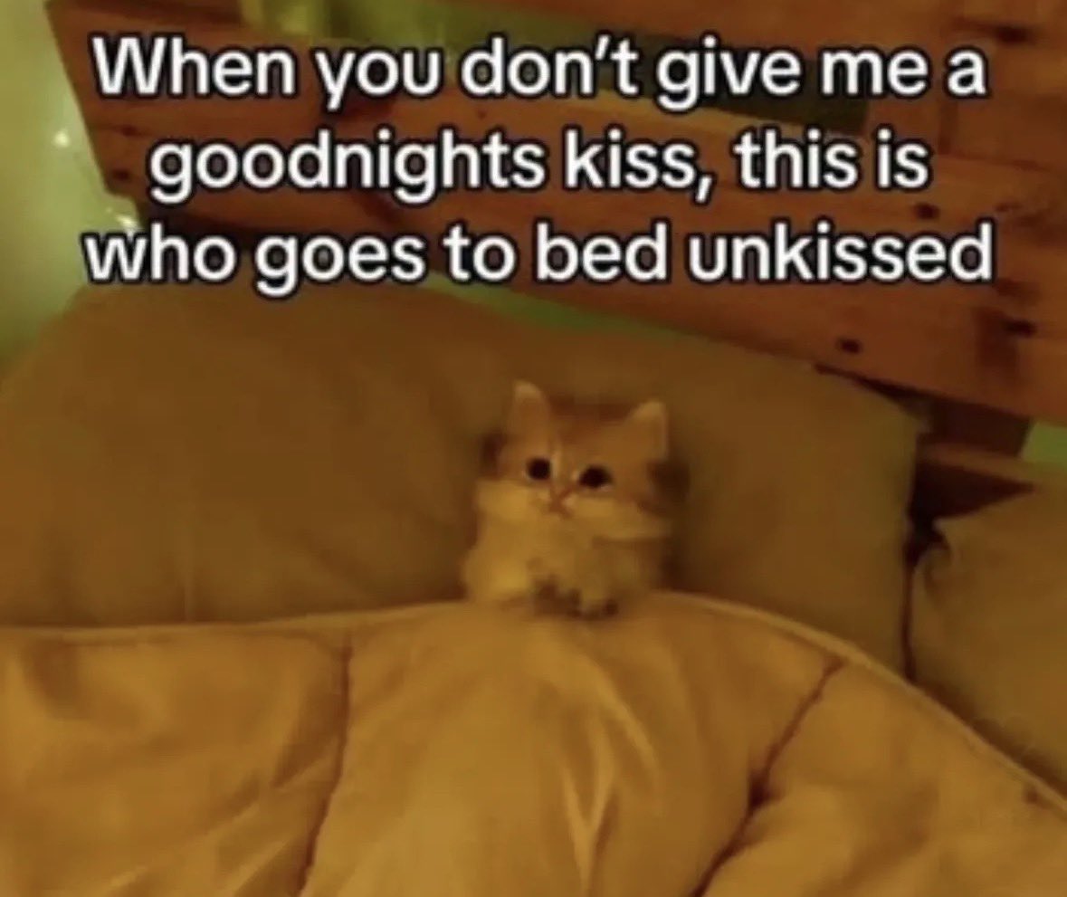 LiterallyMeCats tweet media