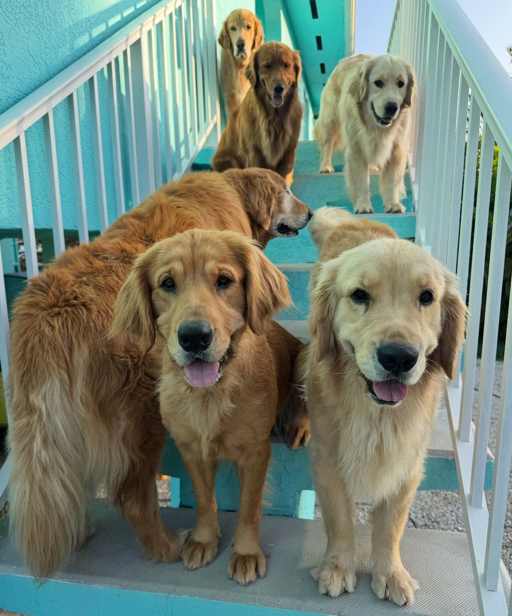 The Golden Ratio tweet media