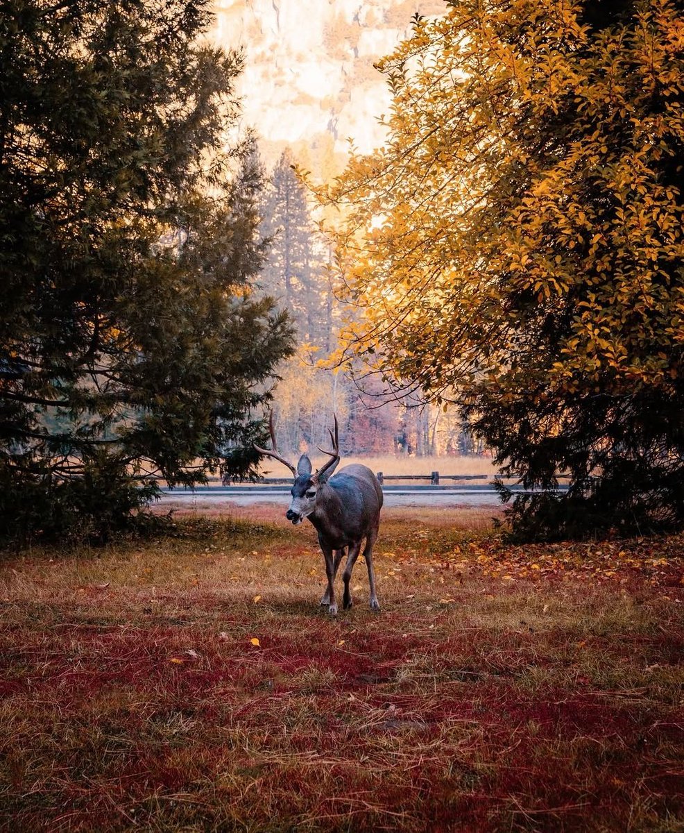 CuriousMindX63 tweet media