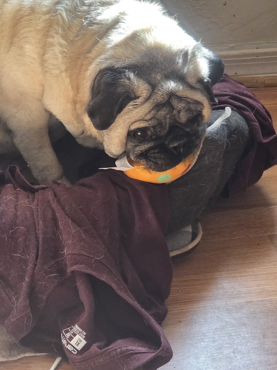 Mr.Wugggly Treats tweet media