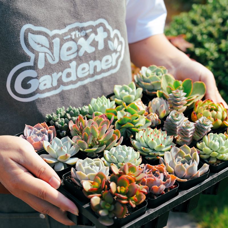 AvantLink tweet media