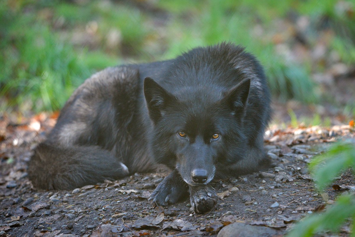 Wolf Haven International tweet media