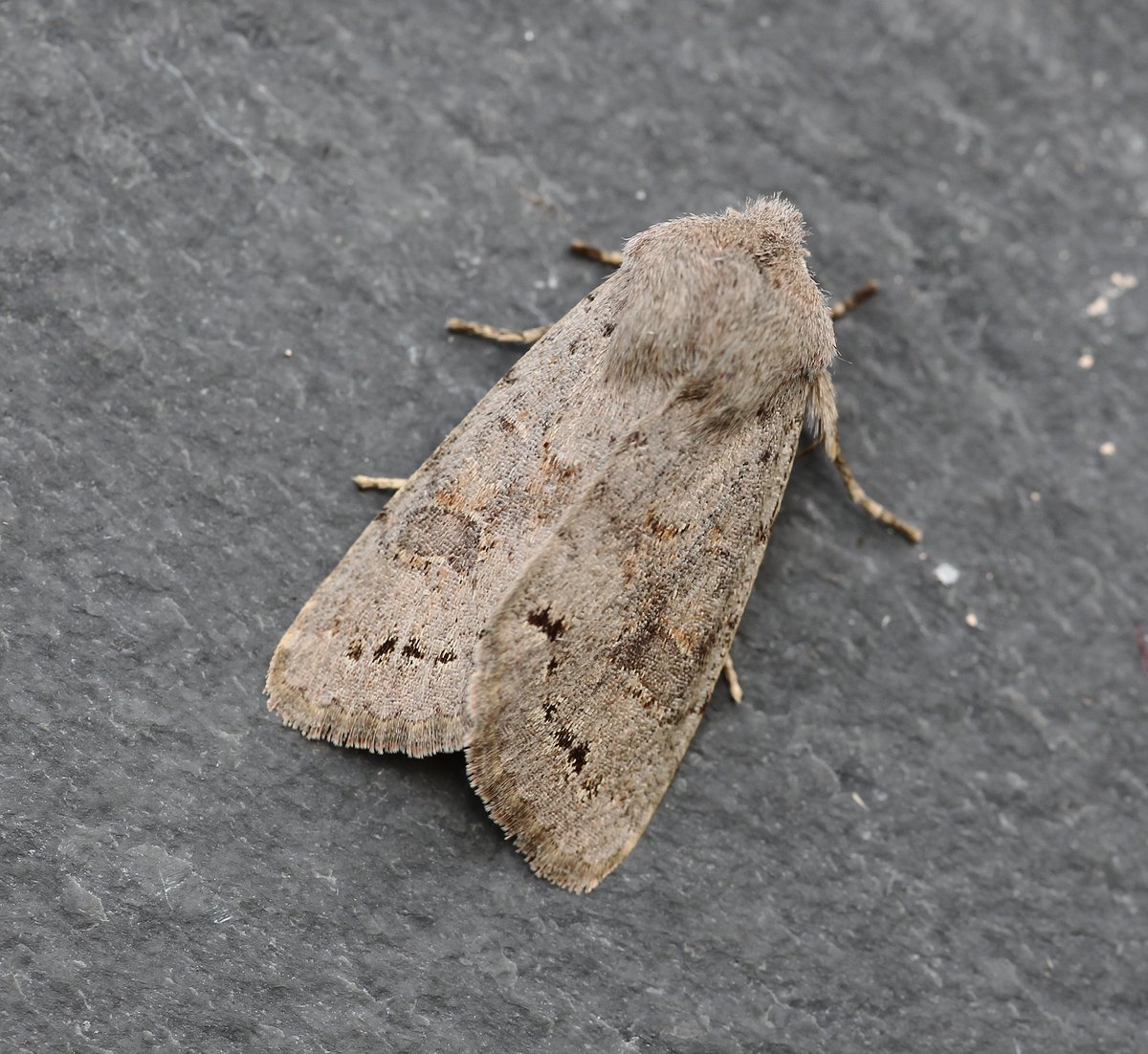 Dave Hutton tweet media