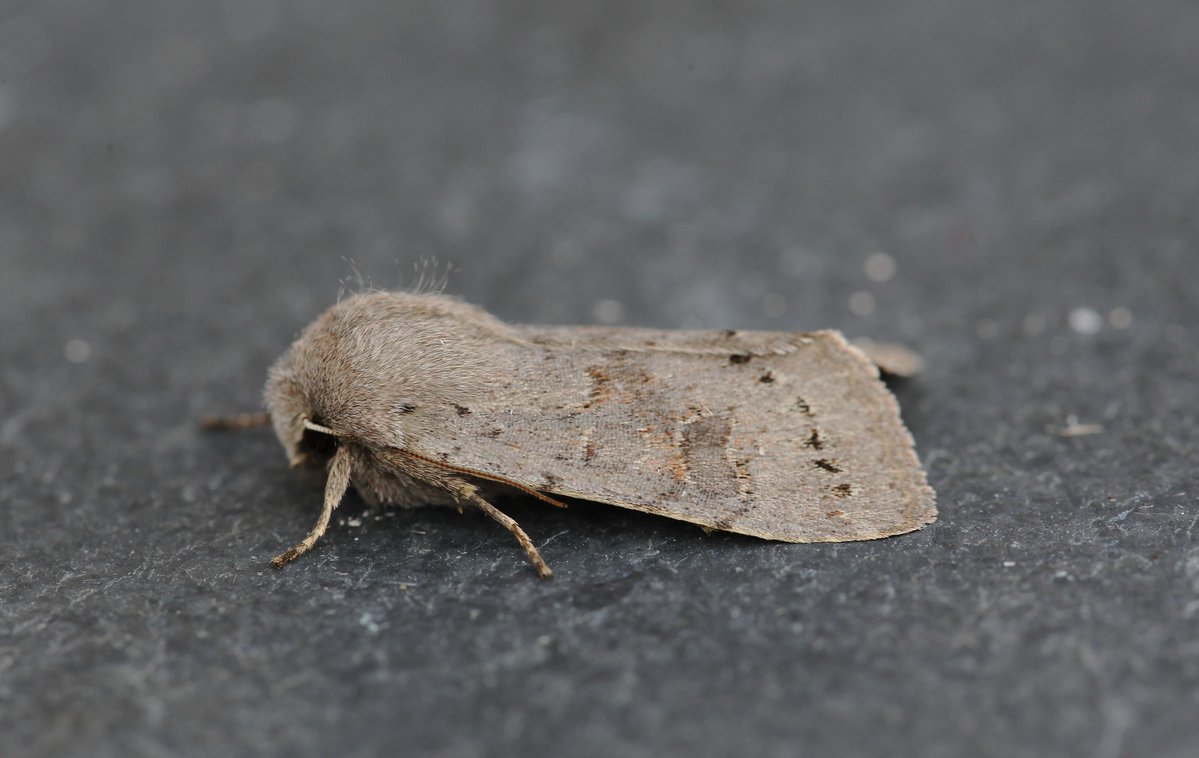 Dave Hutton tweet media