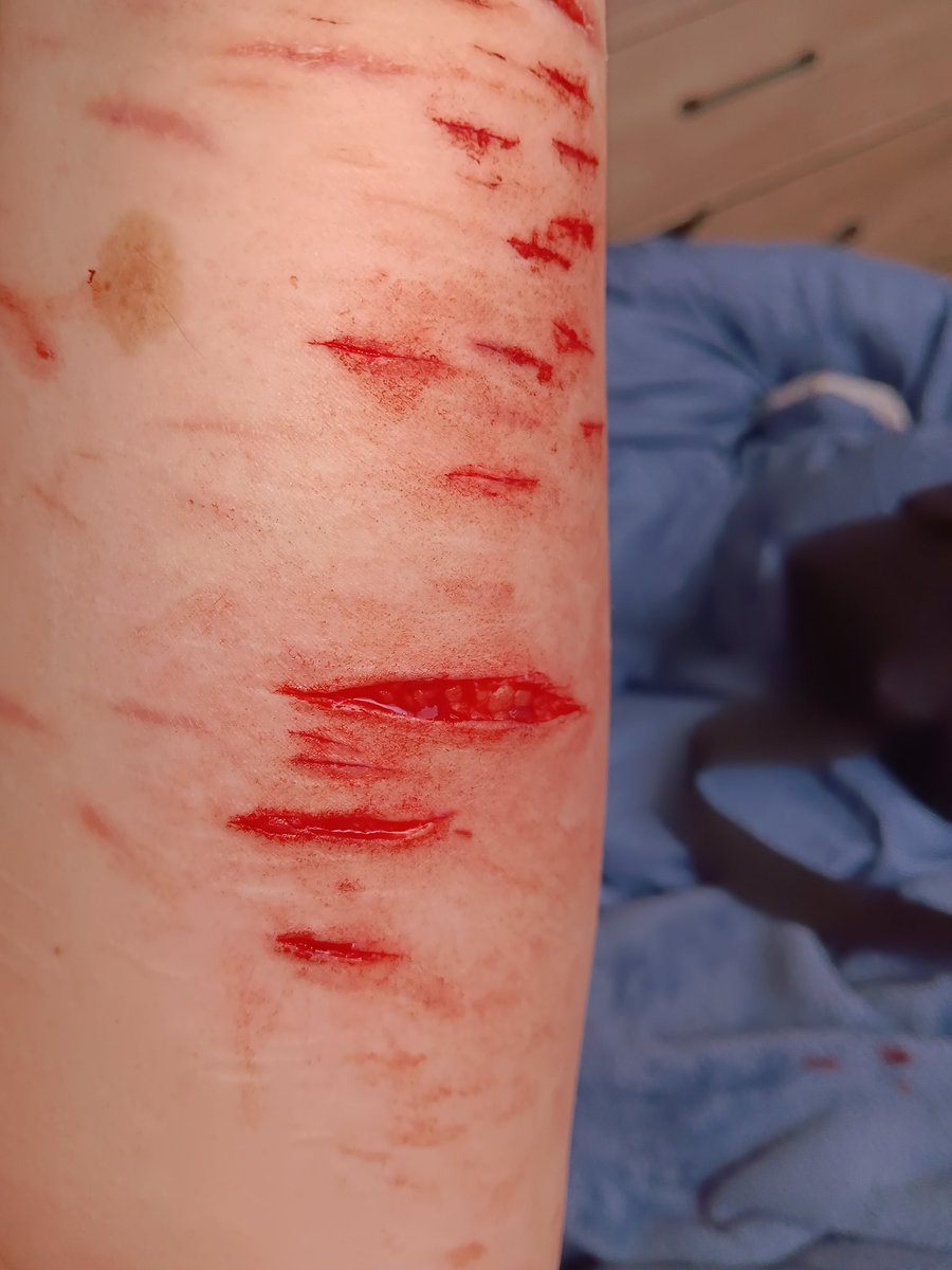 ୨ 🐇 ୧﹔ anika︐ semi active tweet media