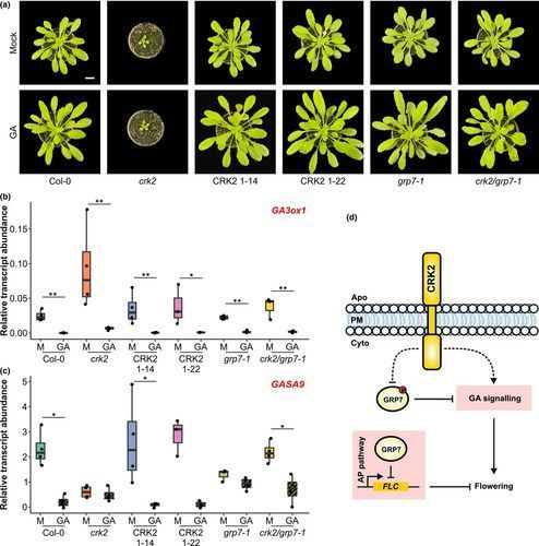 New Phytologist tweet media