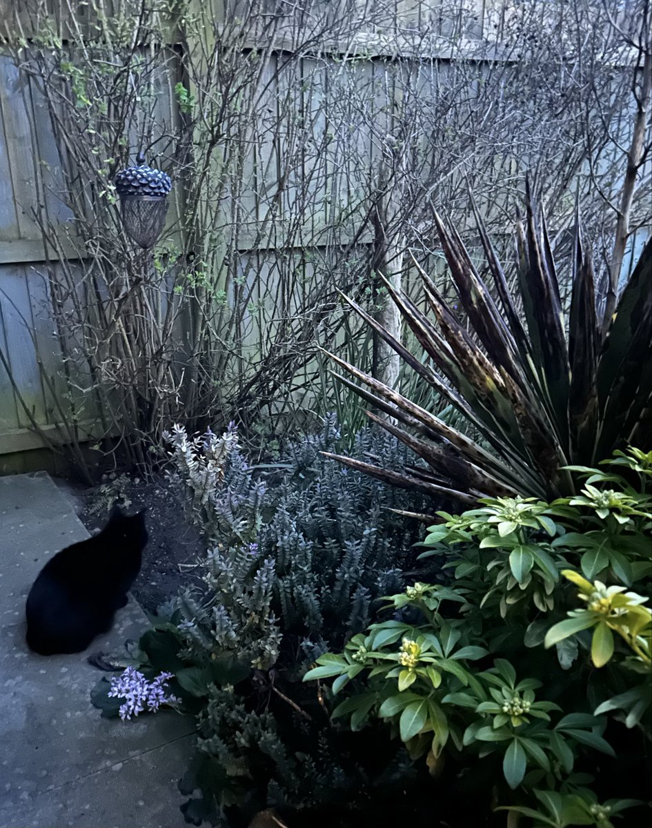 Munch Pudding™️ 🐈‍⬛ ✌🏼 🇺🇦 🇵🇸 🇬🇱 🇪🇺 tweet media