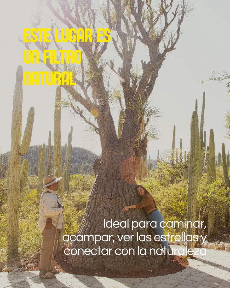 Visit México tweet media