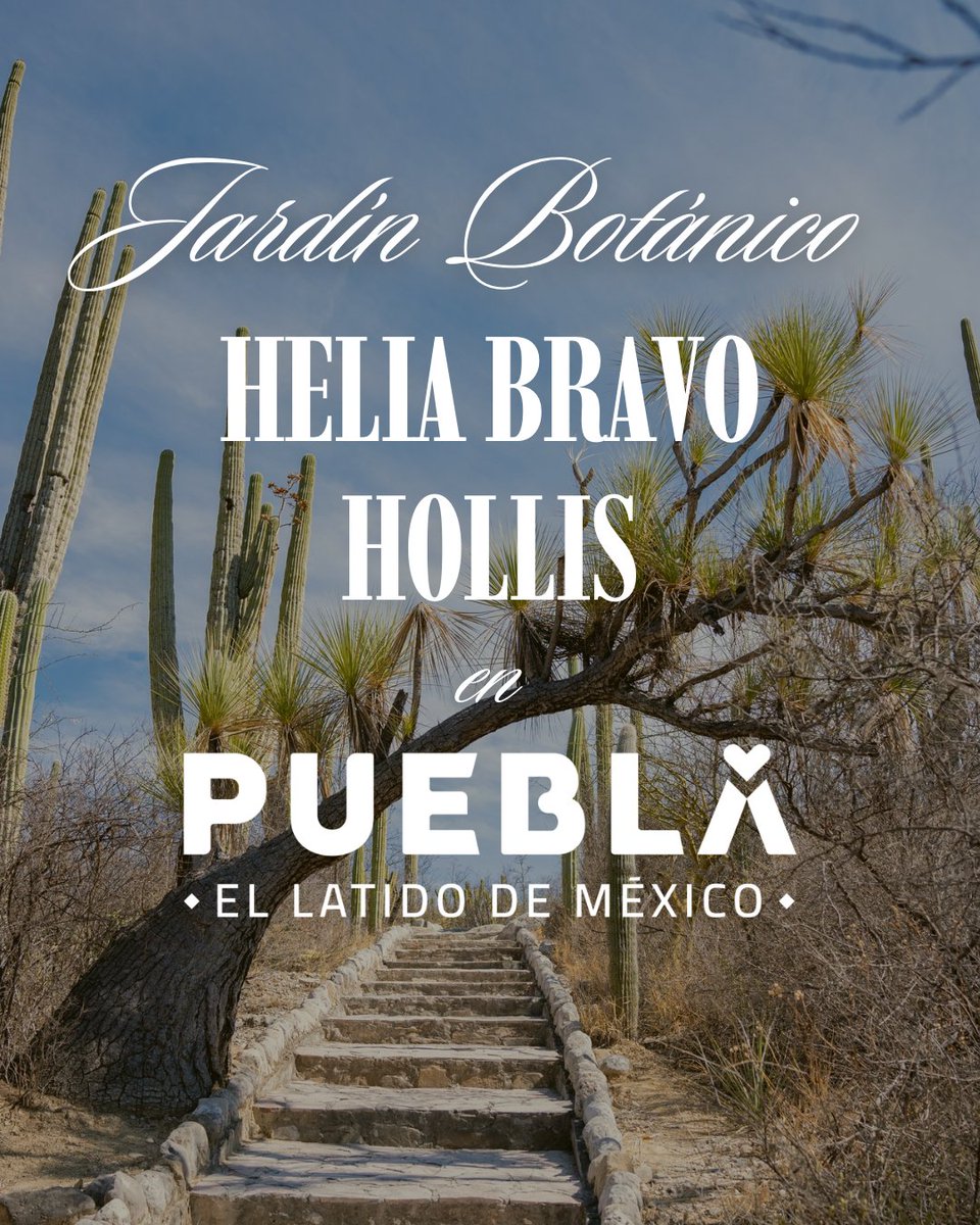 Visit México tweet media