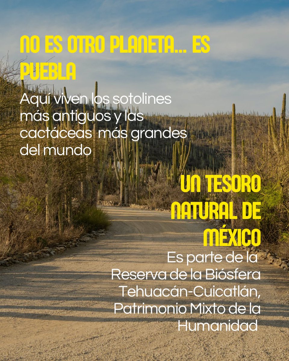 Visit México tweet media