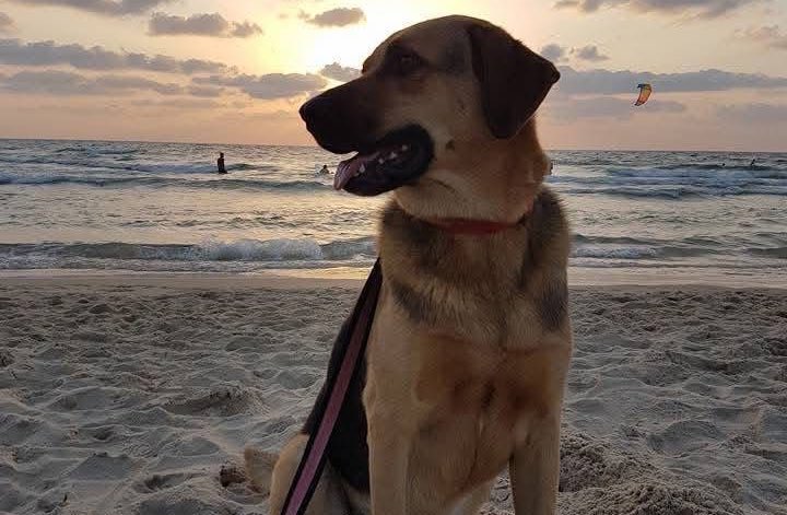 ShAuLi ✊🏼🔥🏳️‍🌈 tweet media