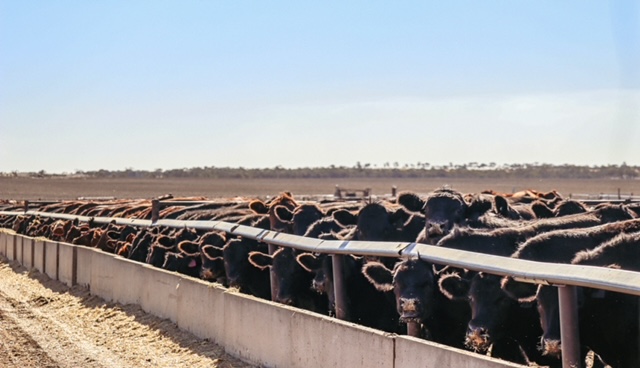 angusaustralia's tweet image. 𝗜𝗻𝗱𝘂𝘀𝘁𝗿𝘆 𝗨𝗽𝗱𝗮𝘁𝗲: 𝗖𝗵𝗮𝗻𝗴𝗲𝘀 𝘁𝗼 𝗔𝗻𝗴𝘂𝘀 𝗕𝗿𝗲𝗲𝗱 𝗖𝗼𝗻𝘁𝗲𝗻𝘁 𝗔𝗻𝗻𝗼𝘂𝗻𝗰𝗲𝗱 by the Australian Meat Industry Language and Standards Committee

👉 f.mtr.cool/joksgifsjw

#angusbeef #anguscattle #cattleprocessing #angusaustralia #beefindustry