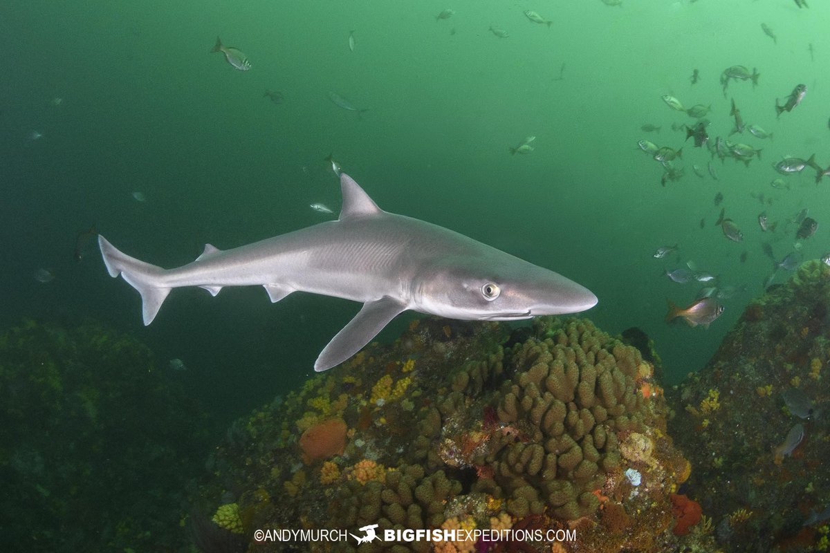 Big Fish Expeditions tweet media