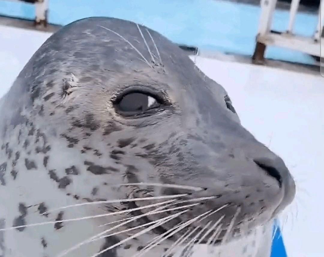 leroy (KROOKODILE THE GOAT) tweet media