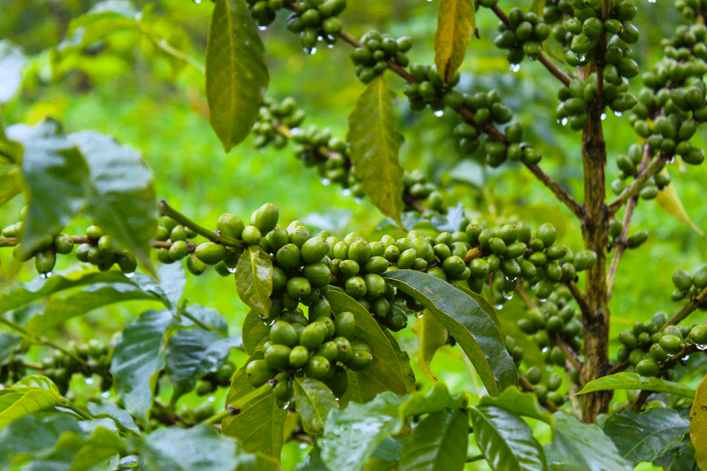 ECFF - Environment and Coffee Forest Forum tweet media