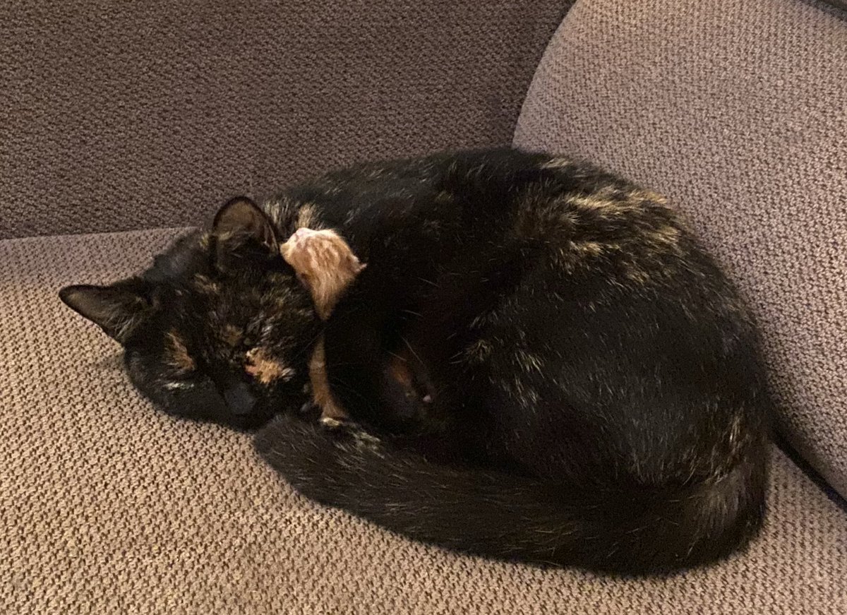 Ayşe Özer tweet media