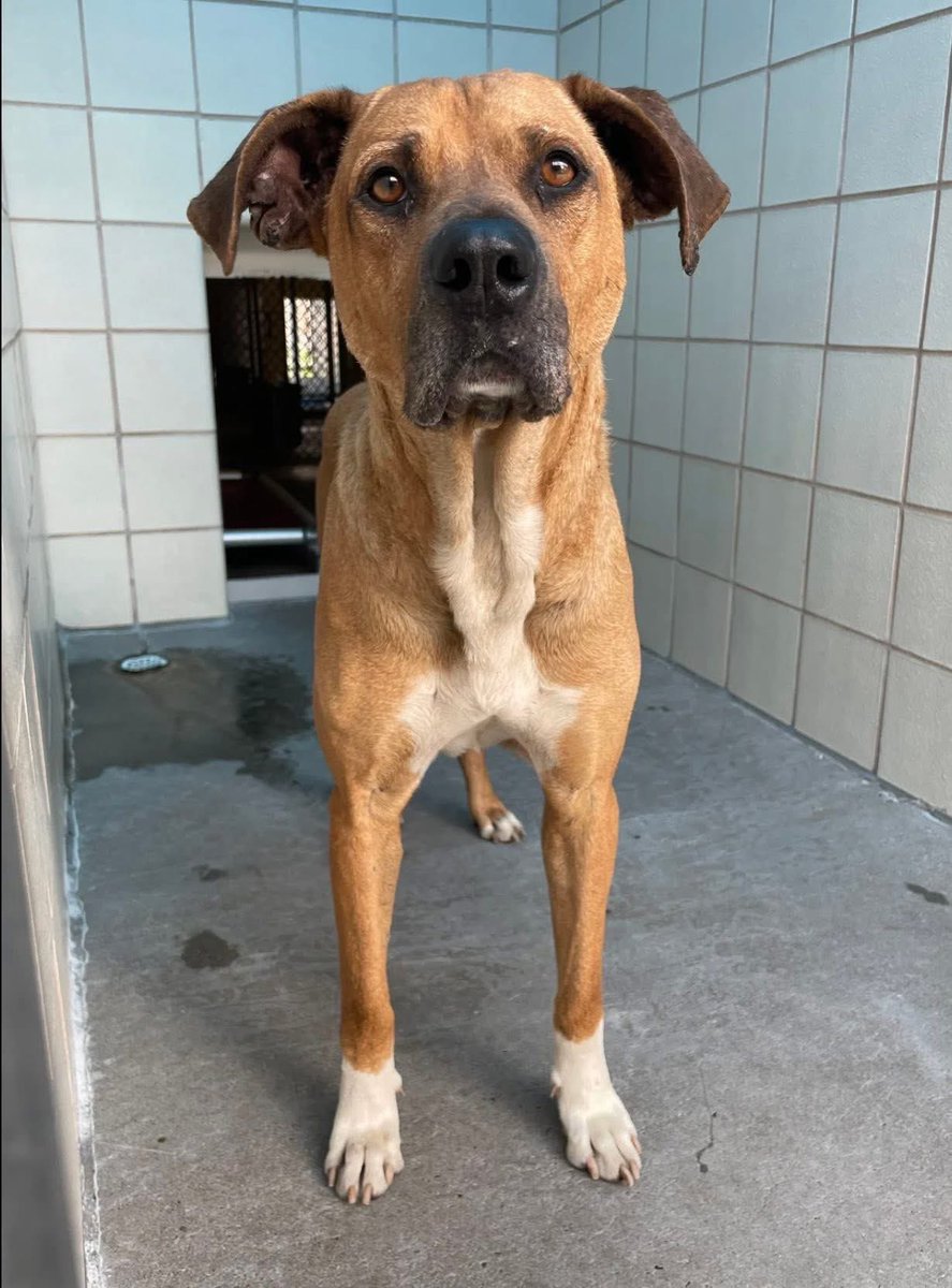 SamfromSpain♥️🐕🦮🐈‍⬛🐈 tweet media