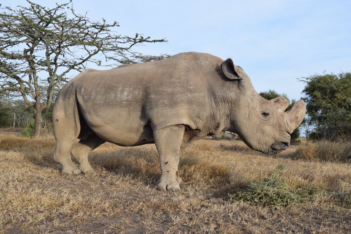 Ol Pejeta tweet media