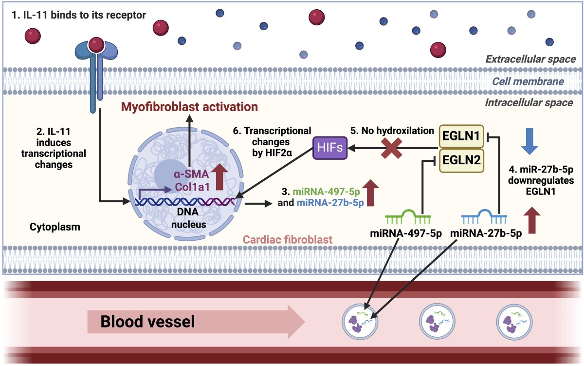 Extracellular Matrix News tweet media