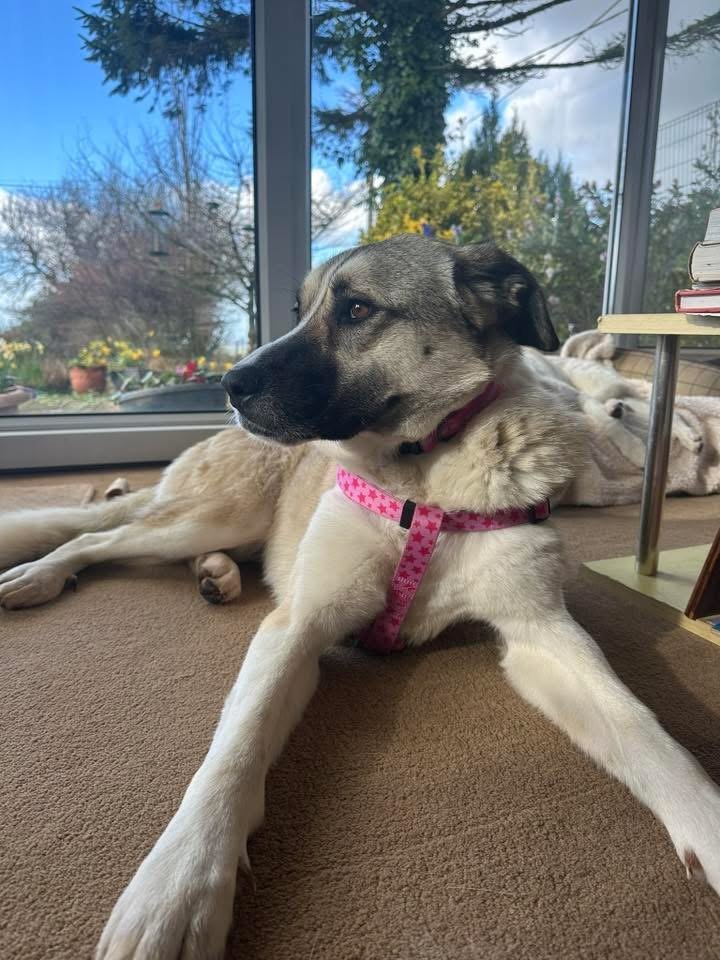 chris towers tweet media