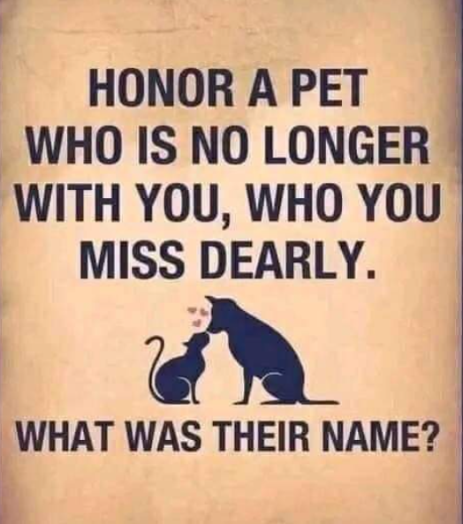 Best in Dogs tweet media