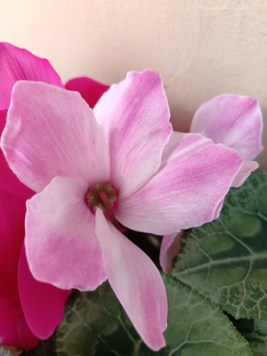 Manuela Barbagallo tweet media