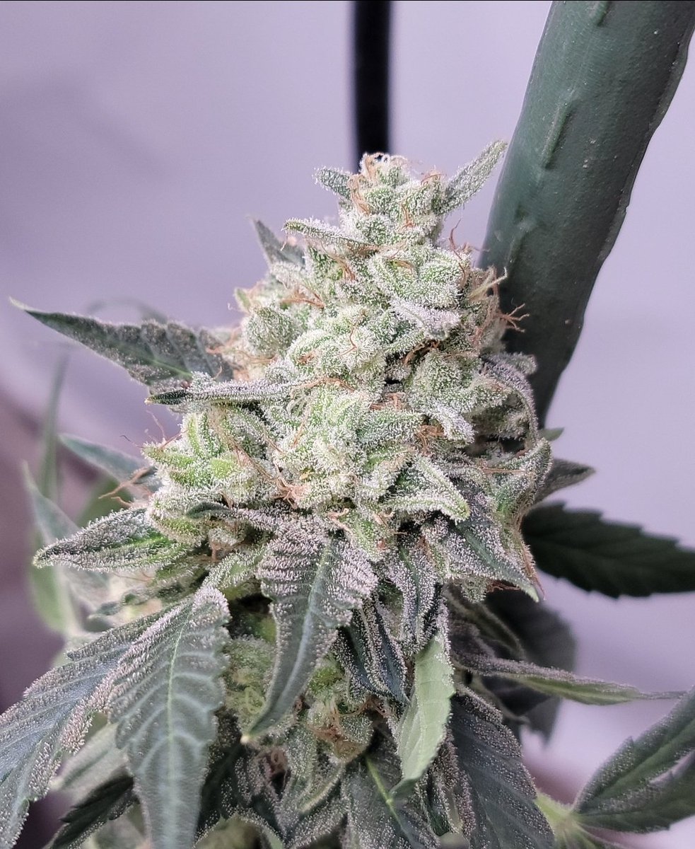 Twisted Tree Autoflowers tweet media