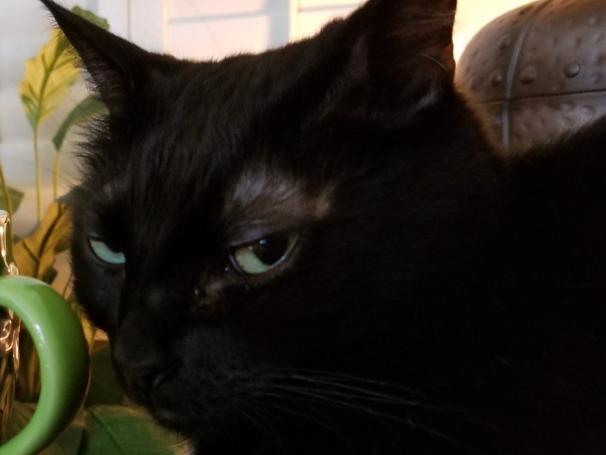 💖👑Veronica Cline Barton🕵️‍♀️🍸 tweet media