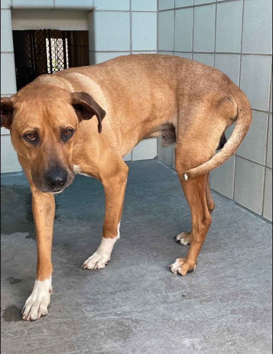 SamfromSpain♥️🐕🦮🐈‍⬛🐈 tweet media