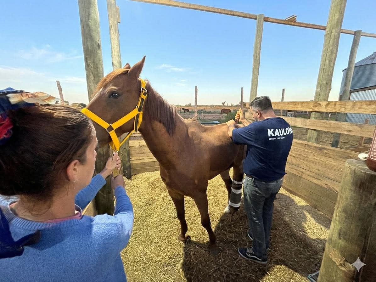 ACMA CABALLOS tweet media