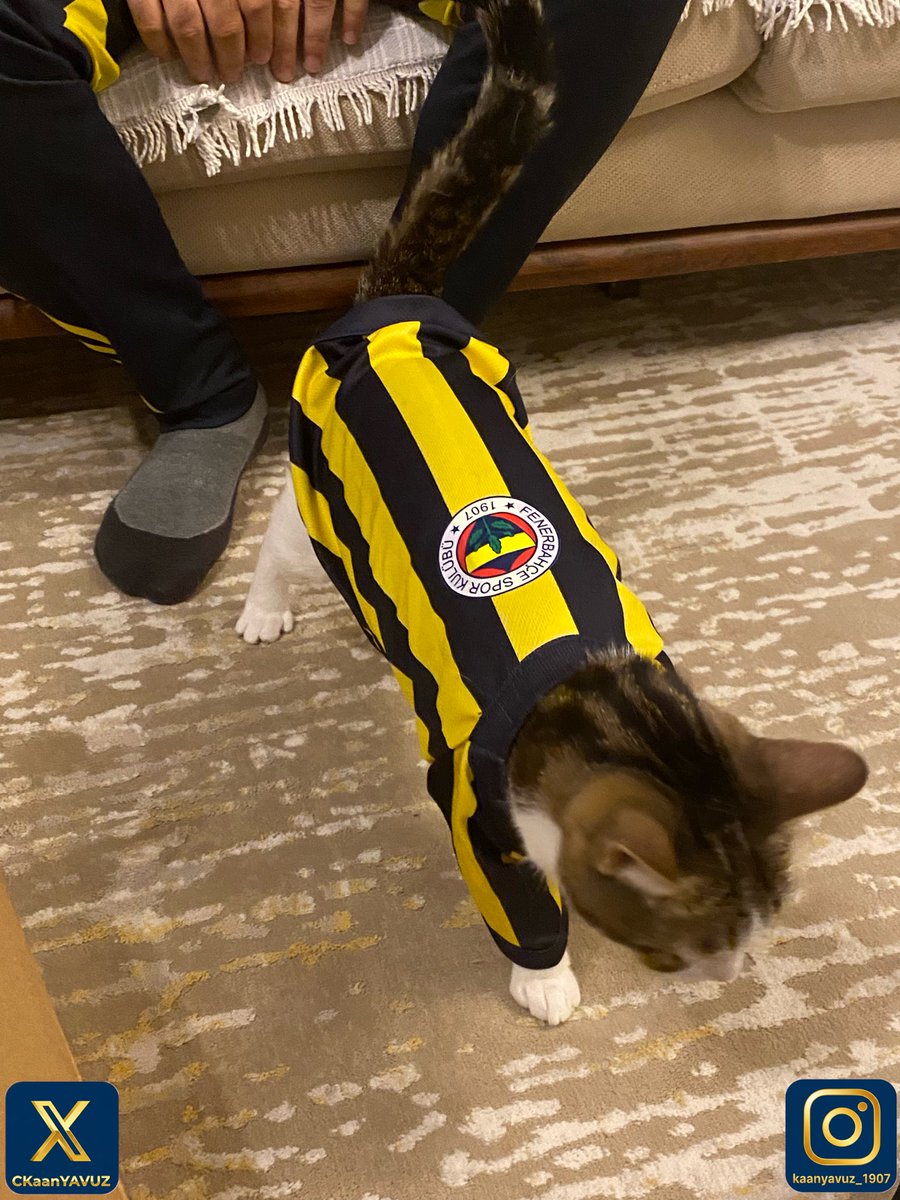 CKaanYAVUZ's tweet image. Kızımın bayram kıyafeti de çok yakıştı💛💙🐈💙💛

#Fenerbahçe #FB #Fenerium #ürün #yeniürün #forma #bayram #bayramlık #kedi #cat #pet #pati #hayvan #evcilhayvan #sokakhayvanı #paw #animal #sevgi #bağ #love #bond #şımarık #lovelycat #sokakkedisi