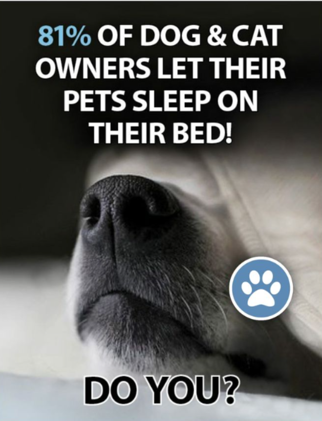 Tweets of Dogs tweet media