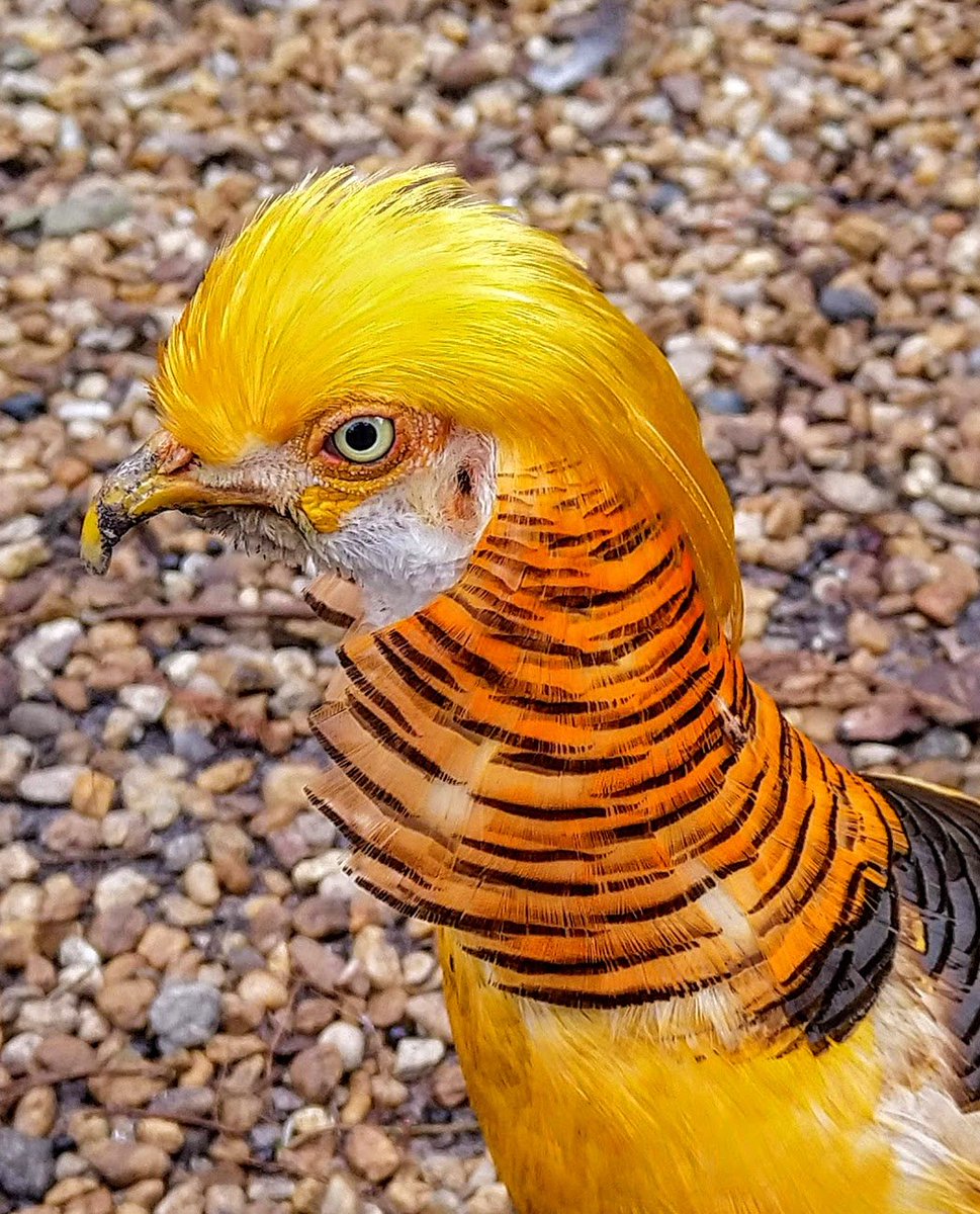 Dr. Billy Canada tweet media