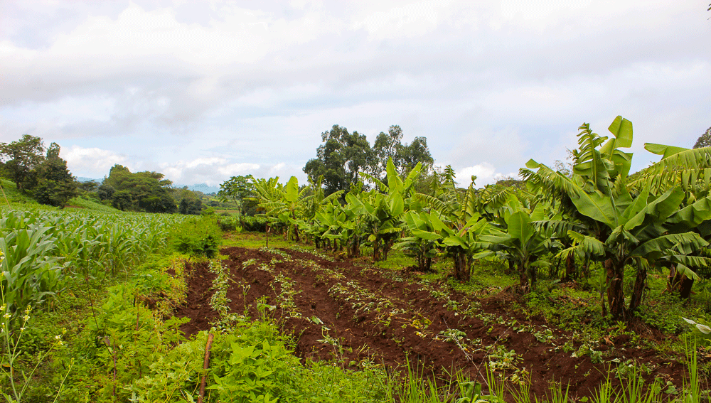ECFF - Environment and Coffee Forest Forum tweet media